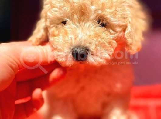 Toy Poodle Di̇şi̇