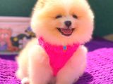 Pomeranian Boo