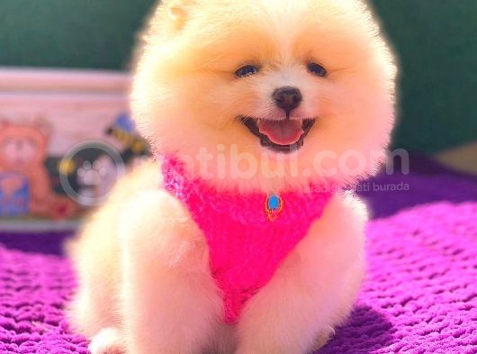 Pomeranian Boo görsel