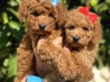 Red Apricot Sevimli Toy Poodle Yavrular