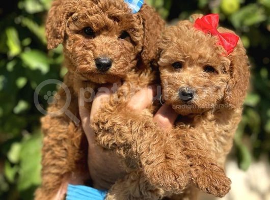 Red Apricot Sevimli Toy Poodle Yavrular görsel