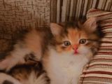 2 Aylik Uysal Ve Oyuncu Di̇şi̇ Bri̇ti̇sh Kedi̇