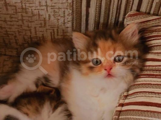 2 Aylik Uysal Ve Oyuncu Di̇şi̇ Bri̇ti̇sh Kedi̇ görsel
