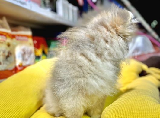 Mükemmel Pom Erkek Bebeğimiz görsel