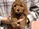 Bebek Surat Toy Poodle Yavrular