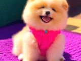Pomeranian Boo