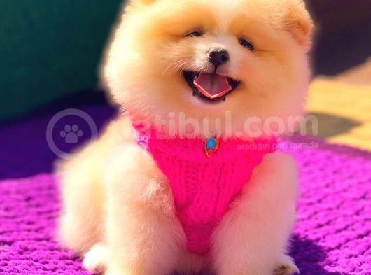 Pomeranian Boo