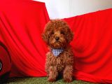 Orji̇nal Toy Poddle