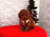 Orjinal Toy Poodle