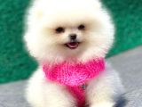 Karbeyaz Pomerani̇an Boo Mi̇ni̇ Boy