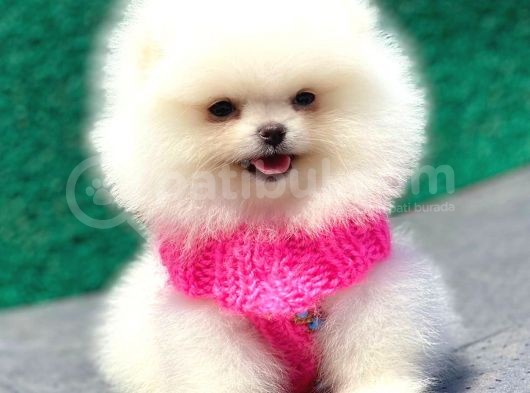 Karbeyaz Pomerani̇an Boo Mi̇ni̇ Boy görsel