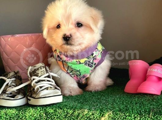 Sevi̇mli̇ Maltese Terri̇er görsel