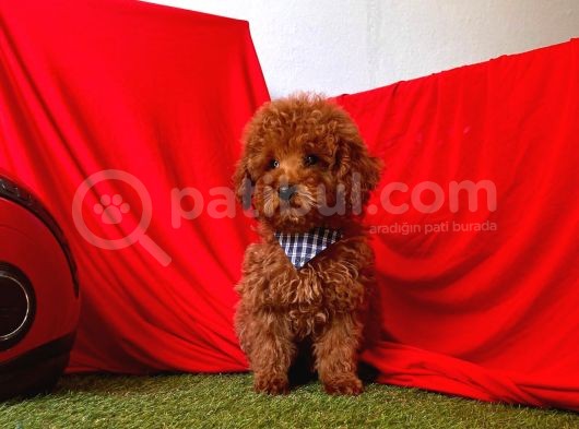 Orji̇nal Toy Poddle görsel