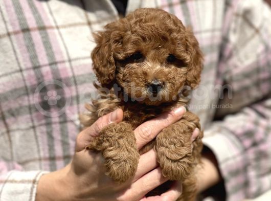 Bebek Surat Toy Poodle Yavrular görsel