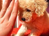 Mi̇ni̇ Boy Di̇şi̇ Toy Poodle