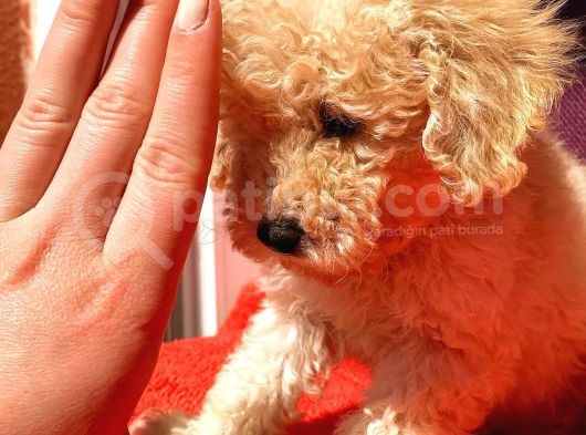 Mi̇ni̇ Boy Di̇şi̇ Toy Poodle görsel