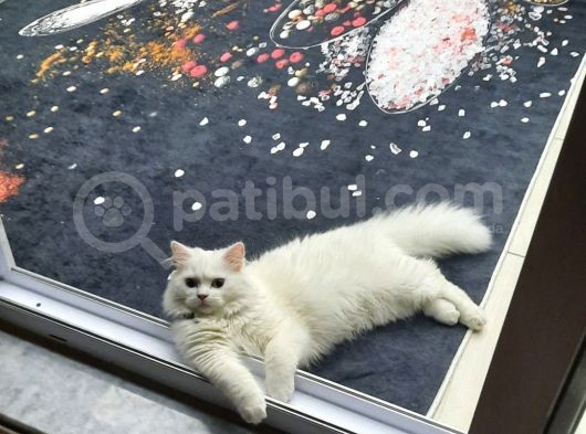 Britişh Longhair Erkek görsel