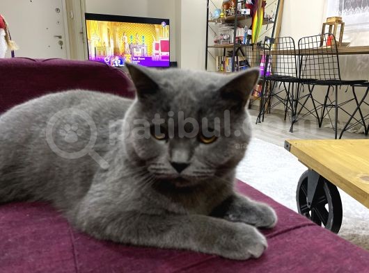 British Shorthair