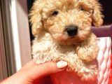 Teacup Di̇şi̇ Toy Poodle