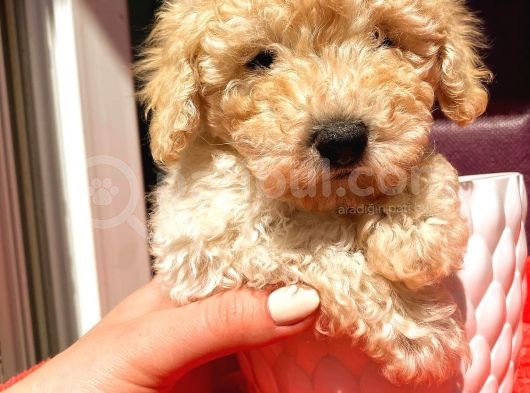 Teacup Di̇şi̇ Toy Poodle görsel