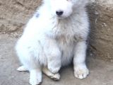 60 Günlük Dişi Husky