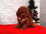 Orjinal Toy Poodle