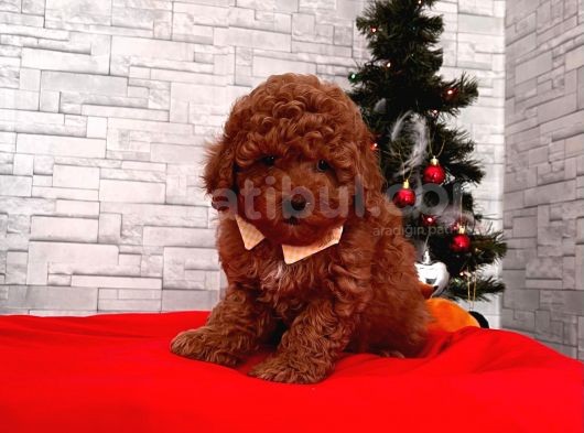 Orjinal Toy Poodle görsel