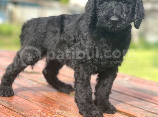 Standart Boy Irk Garantili Poodle Bebekler görsel