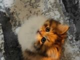2 Aylik Uysal Ve Oyuncu Di̇şi̇ Bri̇ti̇sh Kedi̇