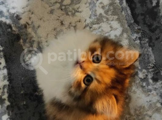 2 Aylik Uysal Ve Oyuncu Di̇şi̇ Bri̇ti̇sh Kedi̇