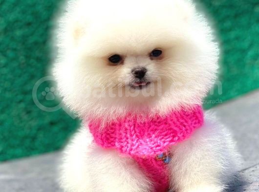 Karbeyaz Pomerani̇an Boo Mi̇ni̇ Boy görsel