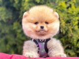 Safkan Pomeranian Boo Yavrularımız