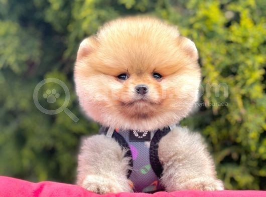 Safkan Pomeranian Boo Yavrularımız