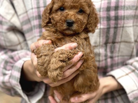 Bebek Surat Toy Poodle Yavrular görsel