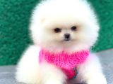 Karbeyaz Pomerani̇an Boo Mi̇ni̇ Boy
