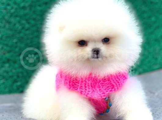 Karbeyaz Pomerani̇an Boo Mi̇ni̇ Boy görsel