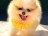 Teddy Bear Di̇şi̇ Party Colour Pomerani̇an Boo