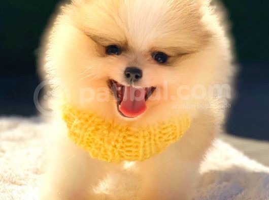 Teddy Bear Di̇şi̇ Party Colour Pomerani̇an Boo