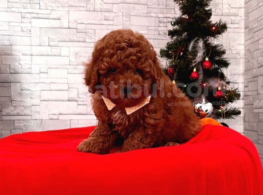 Orjinal Toy Poodle görsel