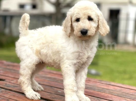 Standart Boy Irk Garantili Poodle Bebekler görsel