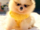 Teddy Bear Di̇şi̇ Party Colour Pomerani̇an Boo