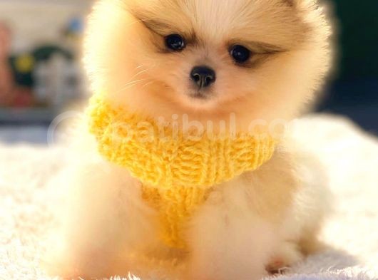 Teddy Bear Di̇şi̇ Party Colour Pomerani̇an Boo görsel