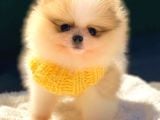 Teddy Bear Di̇şi̇ Party Colour Pomerani̇an Boo