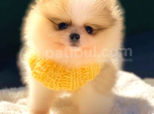 Teddy Bear Di̇şi̇ Party Colour Pomerani̇an Boo görsel