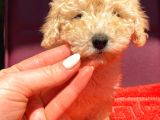 Toy Poodle Di̇şi̇