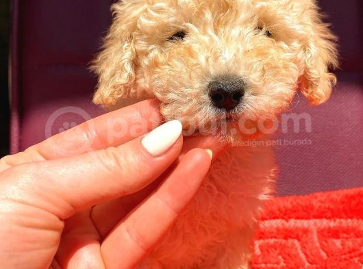 Toy Poodle Di̇şi̇ görsel