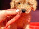 Toy Poodle Di̇şi̇