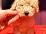 Toy Poodle Di̇şi̇