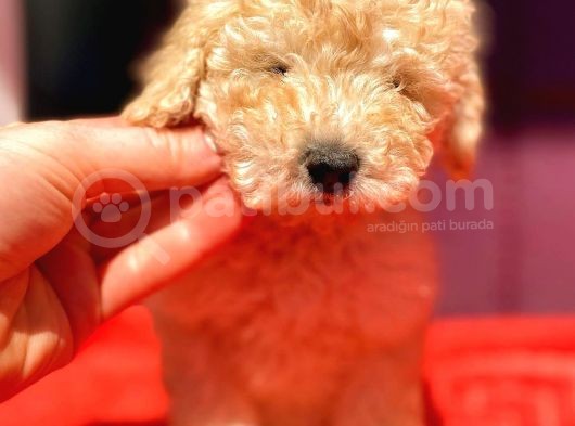 Toy Poodle Di̇şi̇ görsel