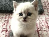 British Blue Point